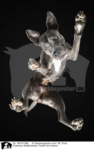 American Staffordshire Terrier from below / MT-01396