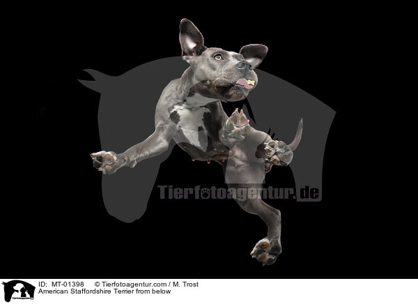 American Staffordshire Terrier from below / MT-01398