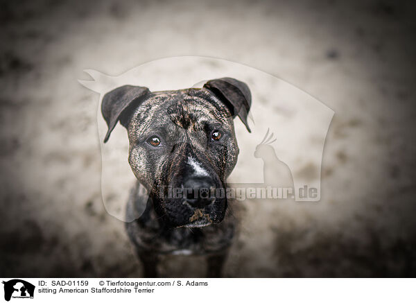 sitting American Staffordshire Terrier / SAD-01159