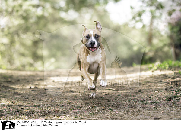 American Staffordshire Terrier / MT-01491