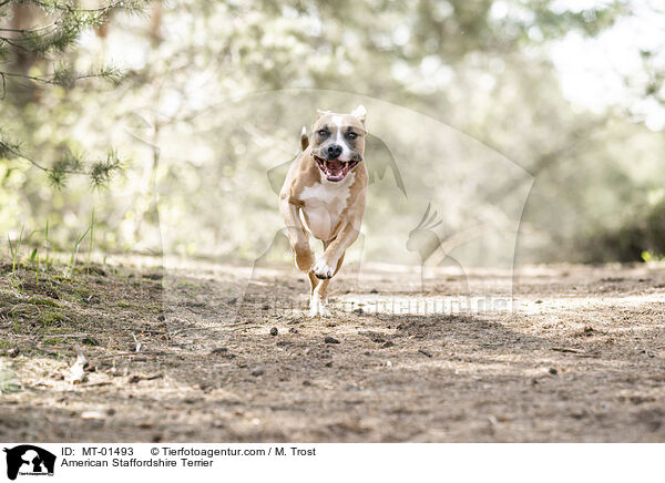 American Staffordshire Terrier / MT-01493