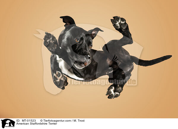 American Staffordshire Terrier / MT-01523