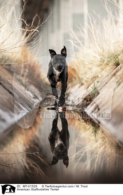 American Staffordshire Terrier / MT-01529