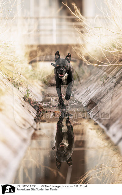 American Staffordshire Terrier / MT-01531