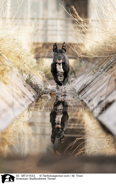 American Staffordshire Terrier / MT-01532