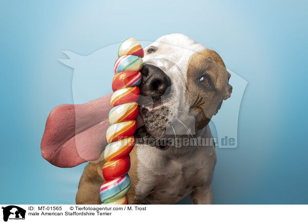 male American Staffordshire Terrier / MT-01565