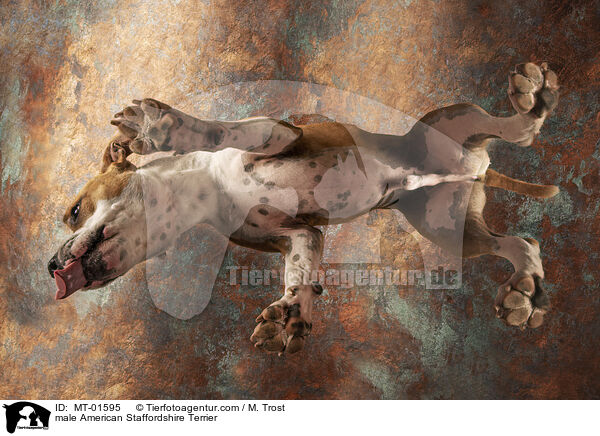 male American Staffordshire Terrier / MT-01595