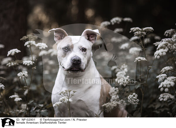 female American Staffordshire Terrier / NP-02901