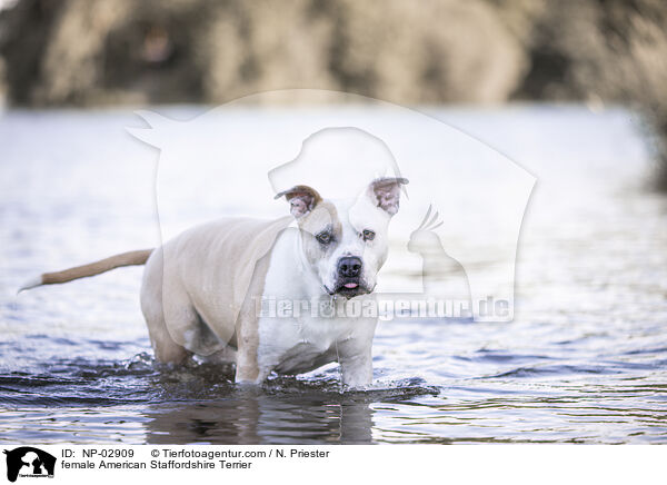 female American Staffordshire Terrier / NP-02909