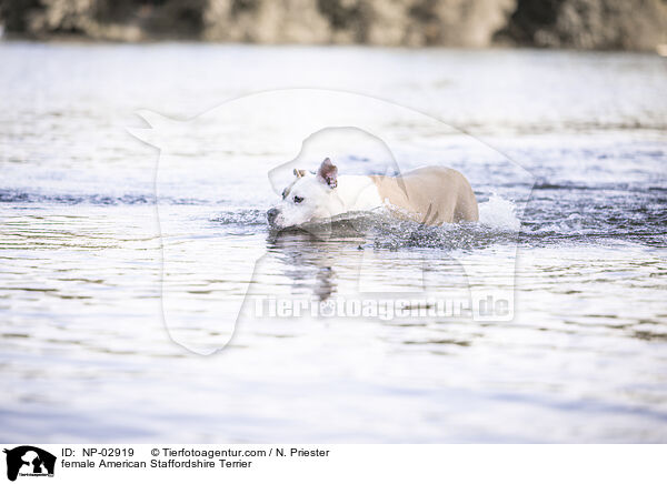 American Staffordshire Terrier Hndin / female American Staffordshire Terrier / NP-02919