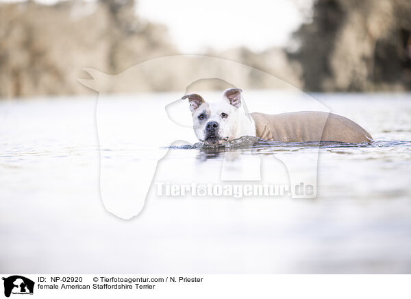 female American Staffordshire Terrier / NP-02920