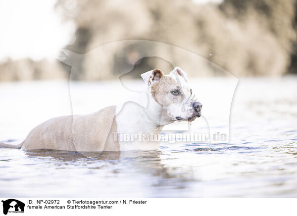 female American Staffordshire Terrier / NP-02972