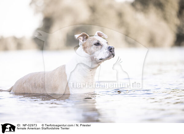 female American Staffordshire Terrier / NP-02973