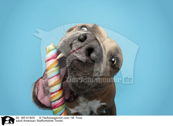 adult American Staffordshire Terrier / MT-01805