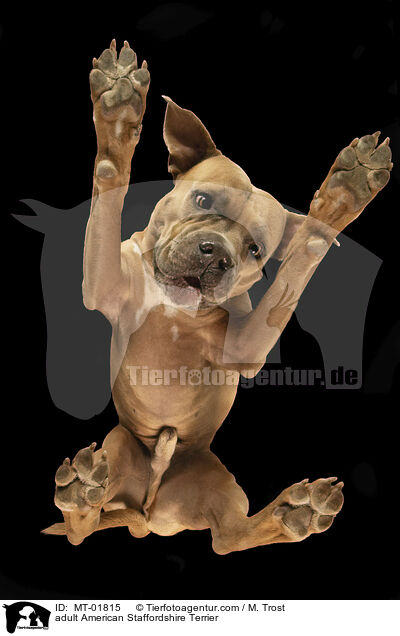 adult American Staffordshire Terrier / MT-01815