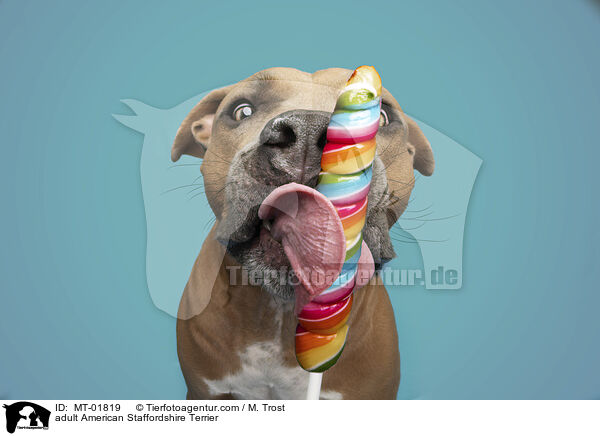 adult American Staffordshire Terrier / MT-01819