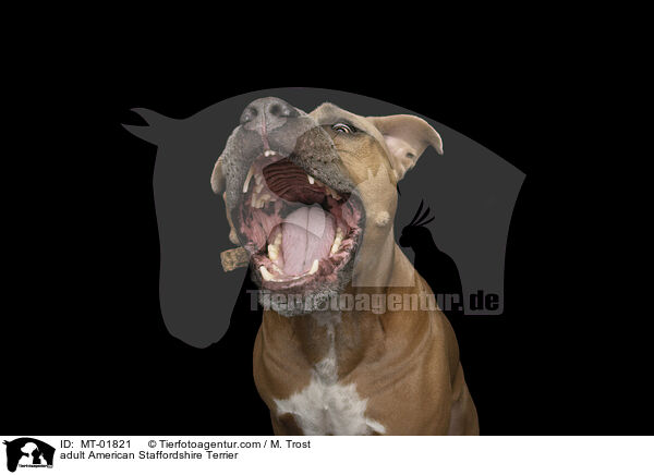 adult American Staffordshire Terrier / MT-01821