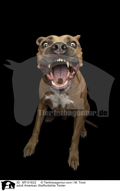 adult American Staffordshire Terrier / MT-01822
