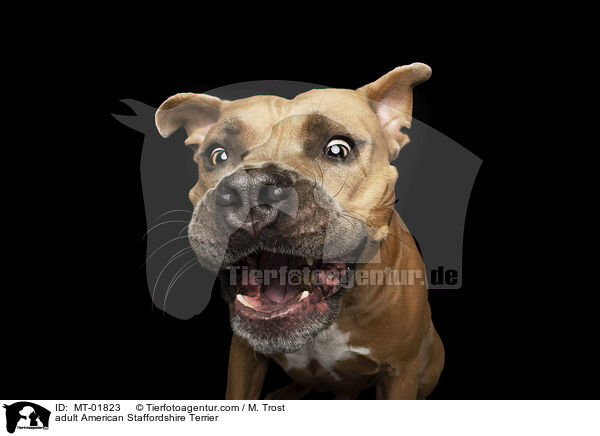 adult American Staffordshire Terrier / MT-01823