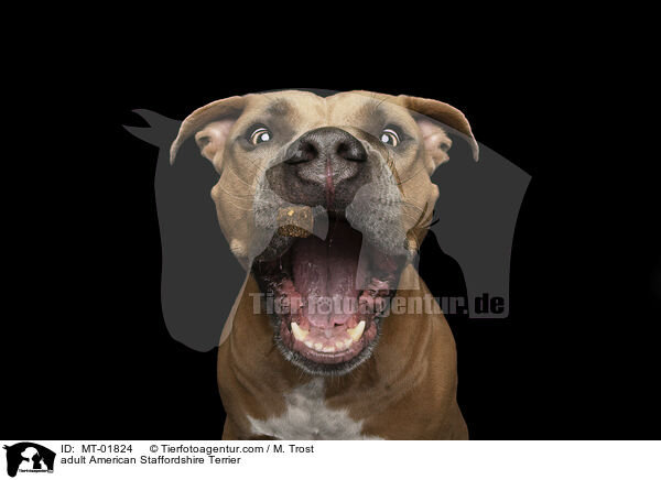 adult American Staffordshire Terrier / MT-01824
