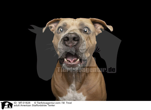 adult American Staffordshire Terrier / MT-01826