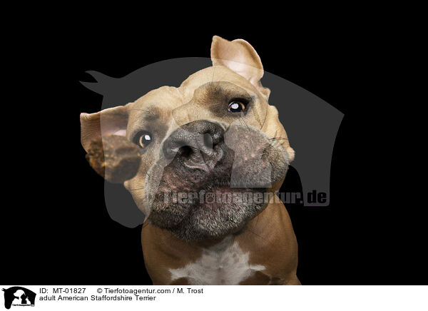 adult American Staffordshire Terrier / MT-01827