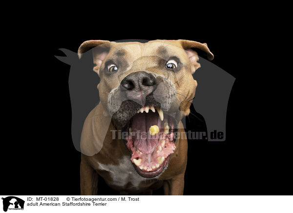 adult American Staffordshire Terrier / MT-01828