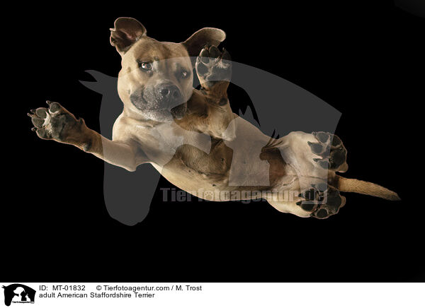 adult American Staffordshire Terrier / MT-01832