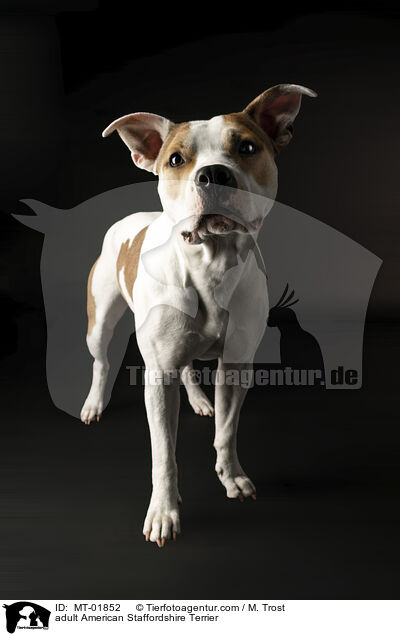 adult American Staffordshire Terrier / MT-01852