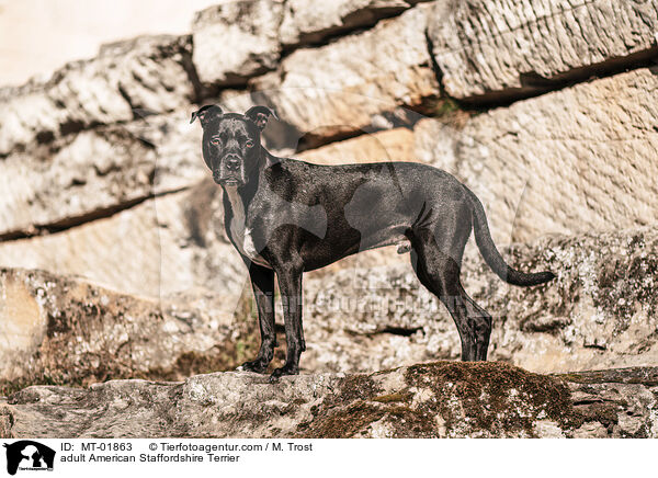 adult American Staffordshire Terrier / MT-01863