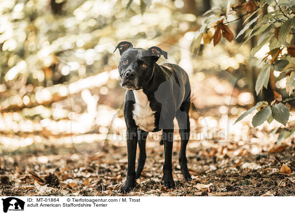 adult American Staffordshire Terrier / MT-01864