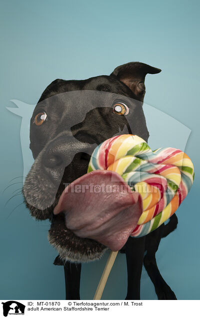 ausgewachsener American Staffordshire Terrier / adult American Staffordshire Terrier / MT-01870