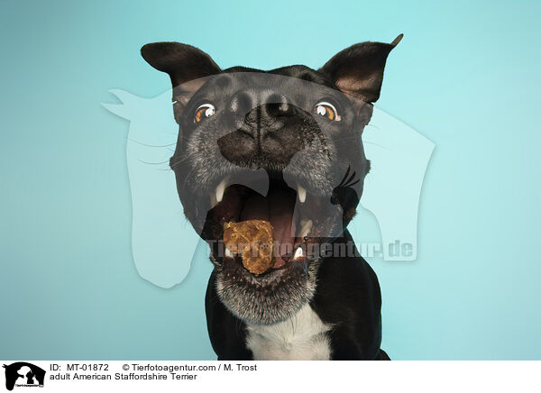 adult American Staffordshire Terrier / MT-01872
