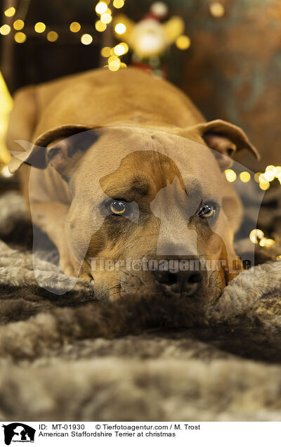 American Staffordshire Terrier at christmas / MT-01930