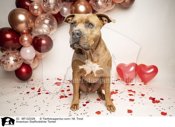 American Staffordshire Terrier / MT-02026