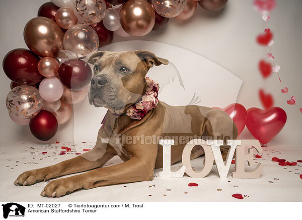 American Staffordshire Terrier / MT-02027