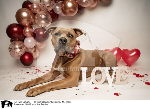 American Staffordshire Terrier / MT-02028