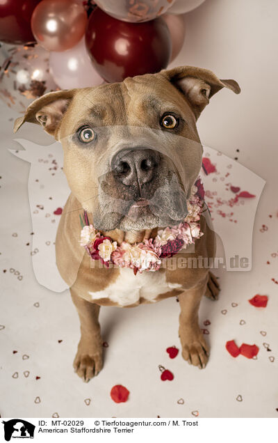 American Staffordshire Terrier / American Staffordshire Terrier / MT-02029