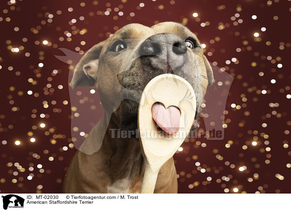 American Staffordshire Terrier / MT-02030