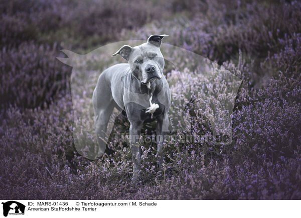 American Staffordshire Terrier / MARS-01436