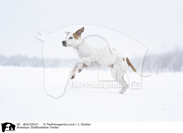 American Staffordshire Terrier / JEG-02421
