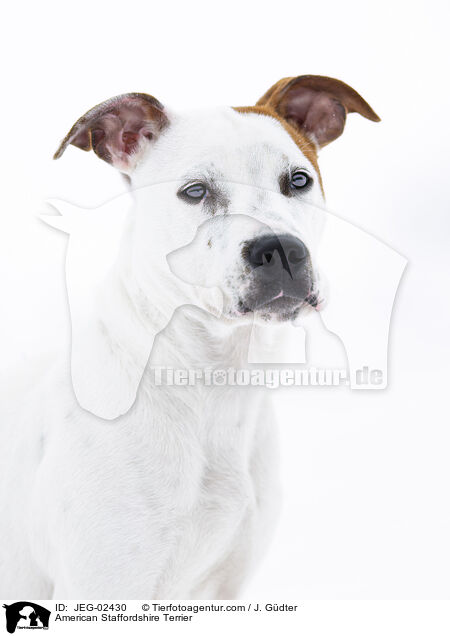 American Staffordshire Terrier / JEG-02430