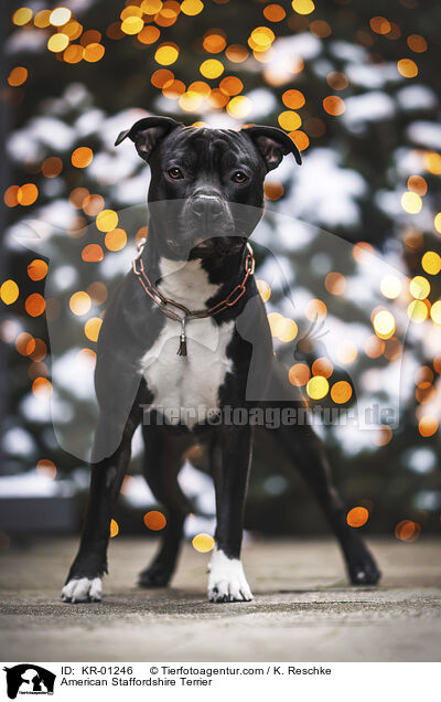 American Staffordshire Terrier / KR-01246