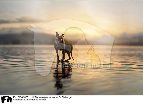 American Staffordshire Terrier / CF-01607