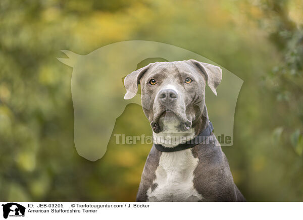American Staffordshire Terrier / JEB-03205