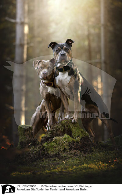 American Staffordshire Terrier and American Bully / CF-02031