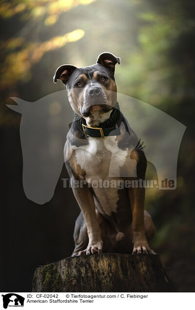American Staffordshire Terrier / CF-02042