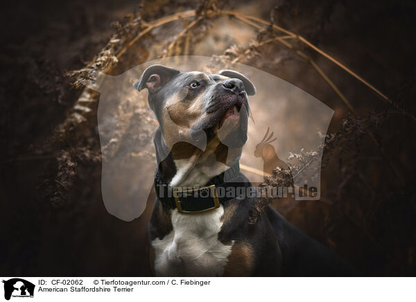 American Staffordshire Terrier / CF-02062