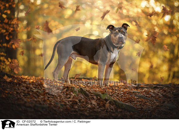 American Staffordshire Terrier / CF-02072