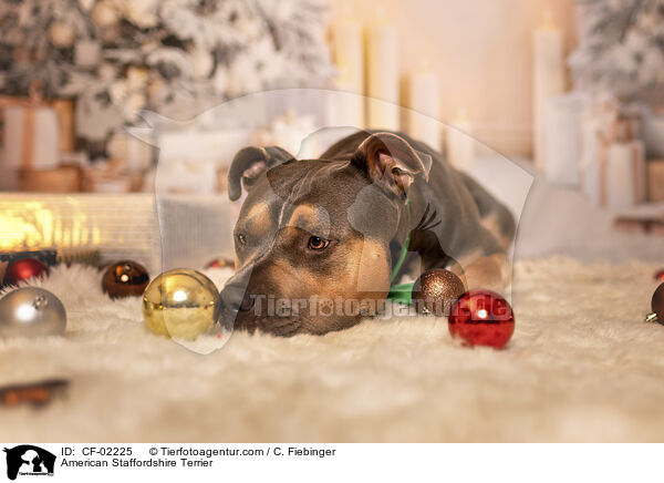 American Staffordshire Terrier / CF-02225